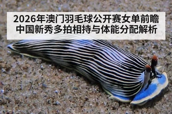 2026年澳门羽毛球公开赛女单前瞻 中国新秀多拍相持与体能分配解析